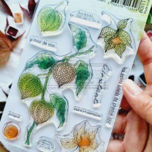 CLEAR A6 Physalis – L&rsquo;OREE DES BOIS – Chou & Flowers